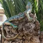 martiroyo-salamandra.webp
